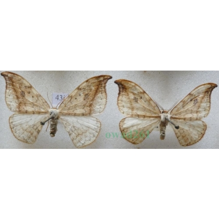 Drepana falcataria (Linnaeus, 1758) pair Wycinka sierpianka Czech43j